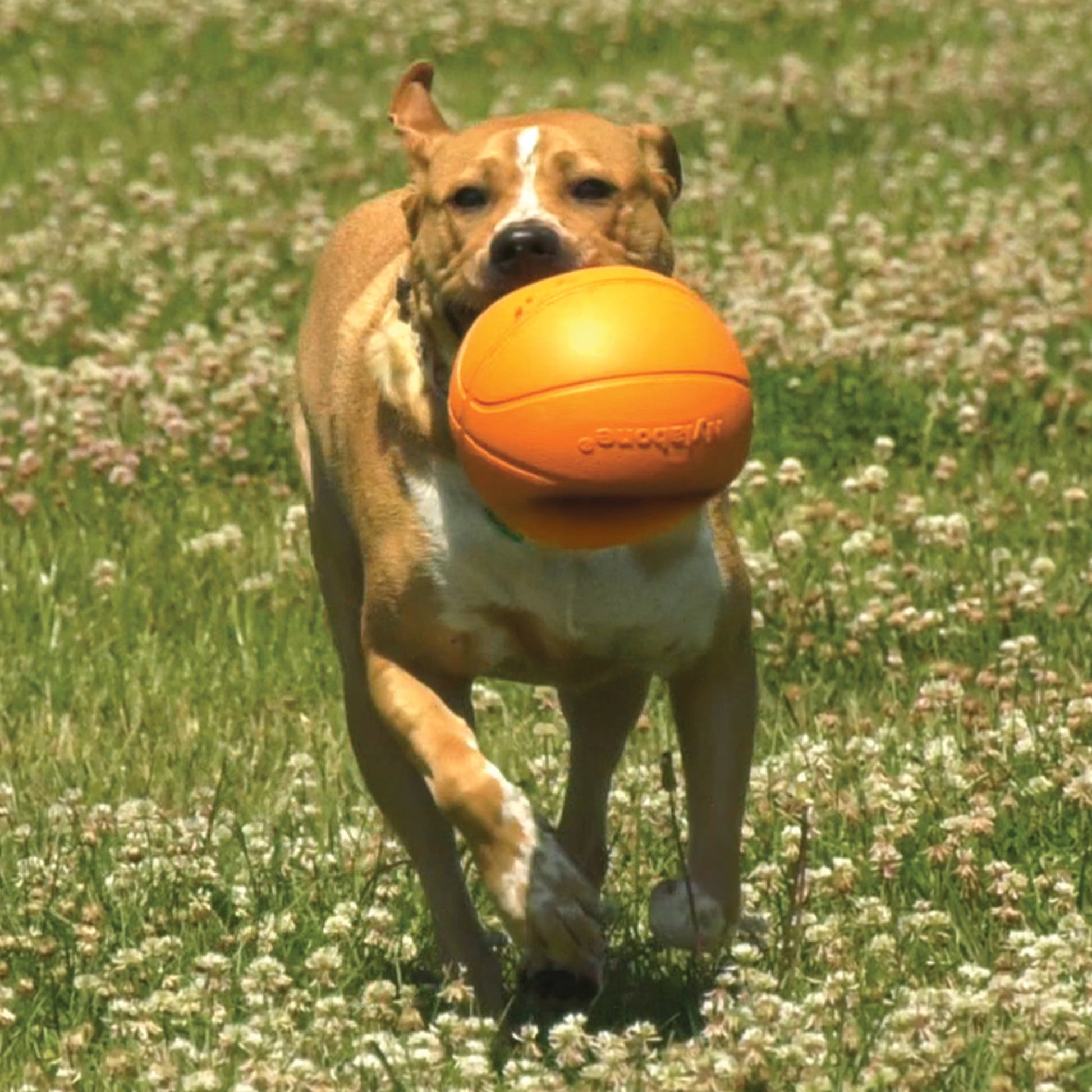 Power Play Dog Basketball B-Ball Gripz Medium/Wolf - up to 35 Lbs. 4.5 Inch (1 Count)